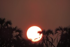 118-G-Sun-with-Bird-View