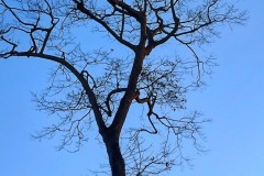1196-G-Dry-Branch