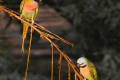 1199-G-Two-Little-Parrots