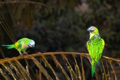 1200-G-Angry-Parrots