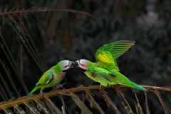1202-G-Fighting-among-parrots
