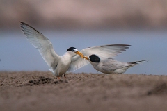 1209-G-Wings-of-Love-and-Offering