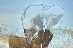 1218-G-The-Slow-Vanishing-of-Wildlife-in-Africa