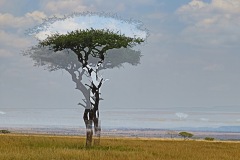1219-G-The-Disappearance-of-Acacia-Trees-in-the-African-Savannah