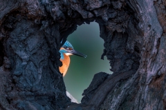 134-G-Oprawiony-w-nature-Portret-zimorodka