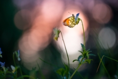 1372-G-In-evening-colours