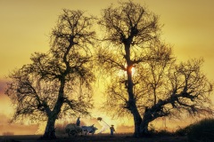 1406-G-Golden-morning