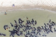 1419-G-Buffalos-taking-bath