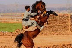 1465-G-Horse-Riding-Kurdish