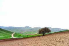 1466-G-The-only-tree-in-the-large-plain