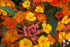 1472-G-Lush-Lantanas