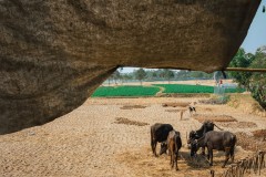 1520-G-The-life-of-a-buffalo-in-the-village-field