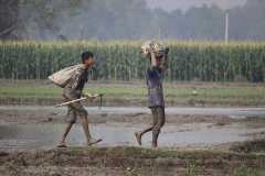 1560-G-Toiling-through-the-mud-—-young-hands-bear-the-weight-of-survival-cultivating-tomorrows-harvest-today