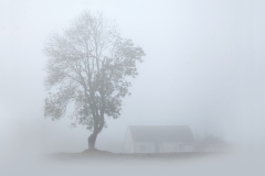 1568-G-Foggy-morning