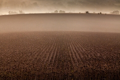 1569-G-Autumn-field-with-sunflowers