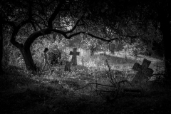 1570-G-Under-the-branches-of-an-old-apple-tree