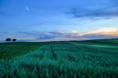 1588-G-Evening-Field