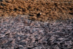 1611-G-Scorched-Growth