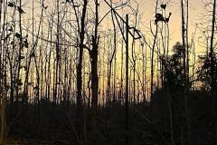 188-G-Dawn-in-Jungle