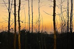 189-G-Sunset-in-Jungle
