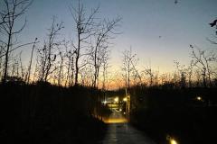 190-G-Jungle-Trail