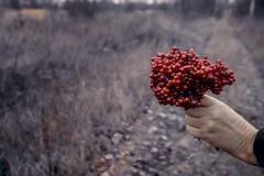 200-G-Walking-along-the-road-with-viburnum-in-hand