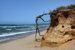 218-G-Roots_Natural-sculpture