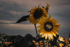 225-G-Sunflowers-of-Ukraine