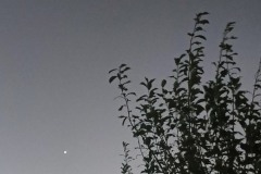 244-G-Venus