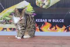 288-G-Kotek-wpadl-na-kebaba