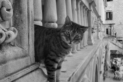 291-G-City-Hall-Guardian