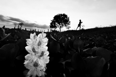 300-G-Childhood-like-flower