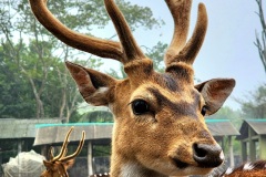 305-G-Smile-deer
