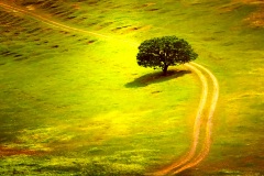 388-G-The-alone-tree-on-road.jpg