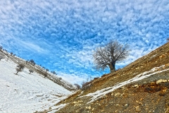 389-G-The-alone-tree-on-winter