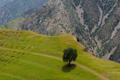 391-G-The-alone-tree-on-spring