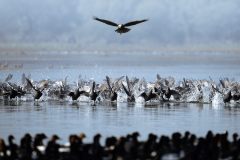 396-G-Breaking-the-silence-chaos-becomes-defense