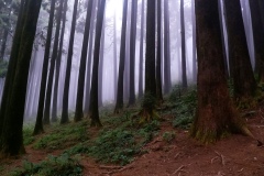 404-G-The-Mystical-Pine-Forest-I
