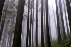 405-G-The-Mystical-Pine-Forest-II