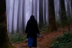 406-G-The-Mystical-Pine-Forest-III
