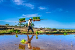 409-G-Farmers-transport-rice-traditionally.jpg