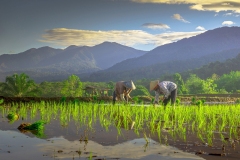 410-G-Planting-Rice-in-a-Sunny-Morning.jpg
