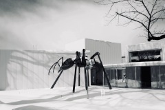 425-G-Giant-ant