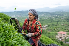 431-G-Tea-Harvesting