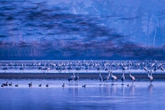 457-G-Bird-migration-Poland