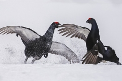 460-G-fighting-on-the-ice