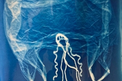 529-G-jellyfish