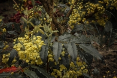 53-G-Tears-on-a-blooming-mahonia