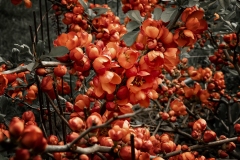 54-G-Decorative-pomegranate-blooms-in-the-garden