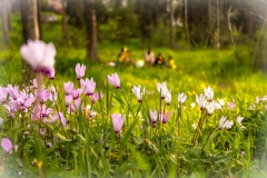 548-G-cyclamen